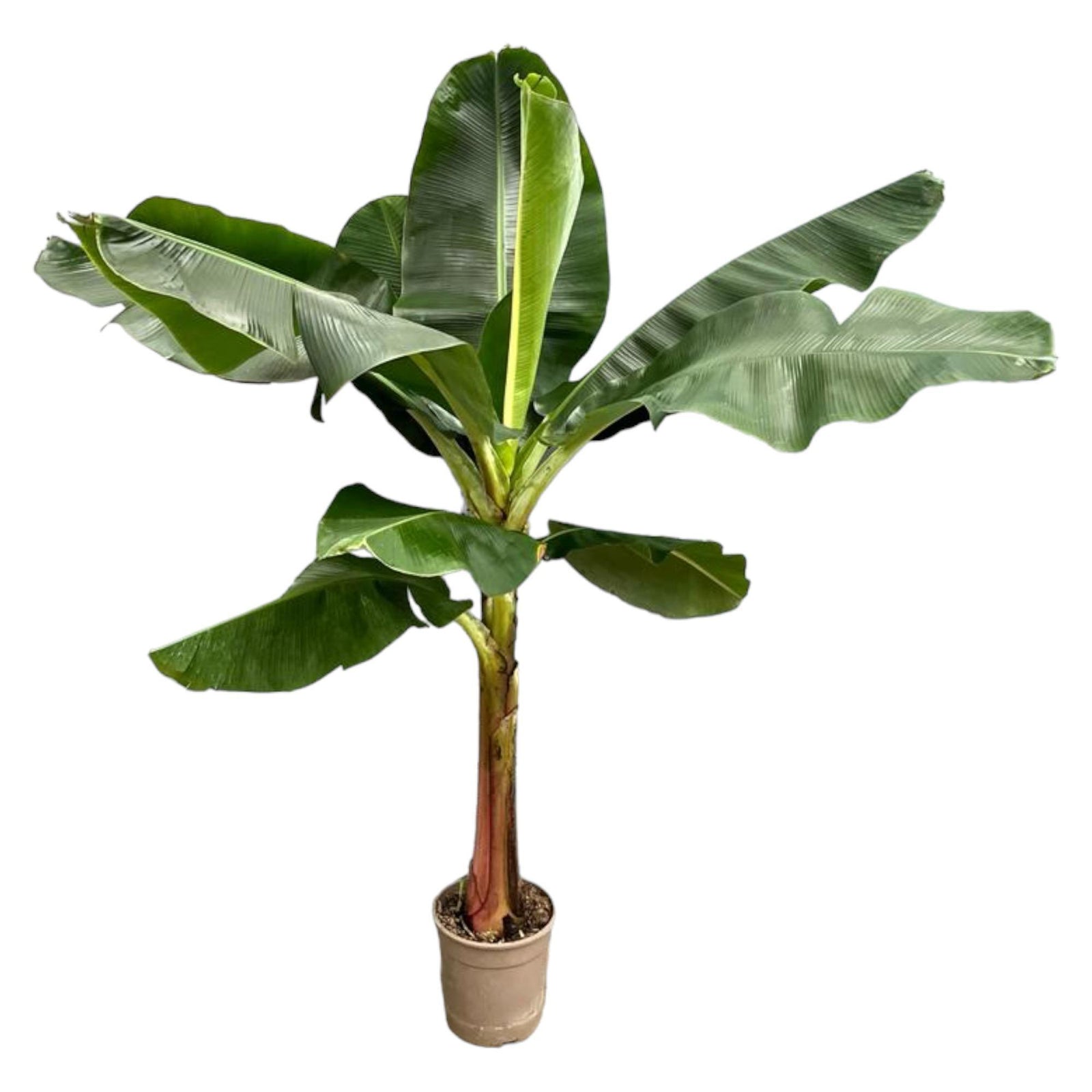 Bananenplant (Musa) - 200 cm - ø30