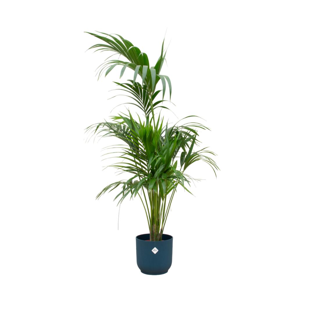 Combi deal - Kentia palm inclusief elho Vibes Fold Round blauw Ø30 - 180 cm