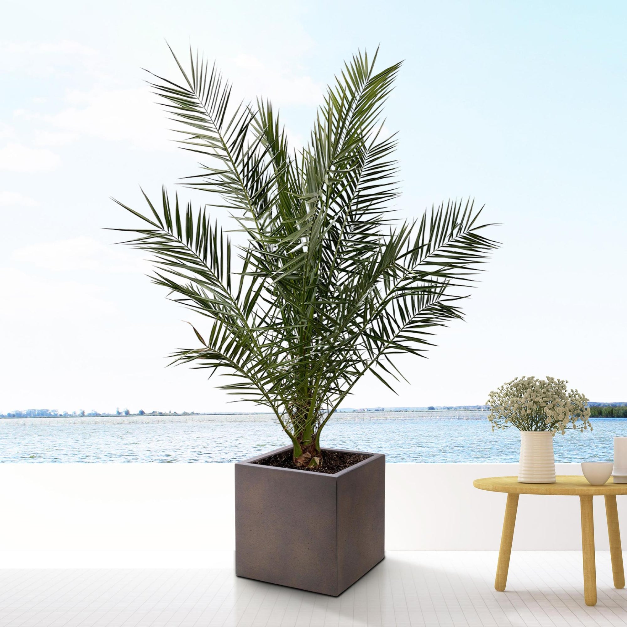 Phoenix Canariensis - 180cm- Ø25