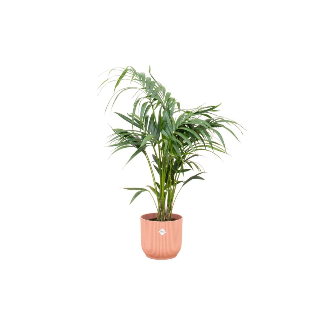 Combi deal - Kentia palm inclusief elho Vibes Fold Round roze Ø25 - 130 cm