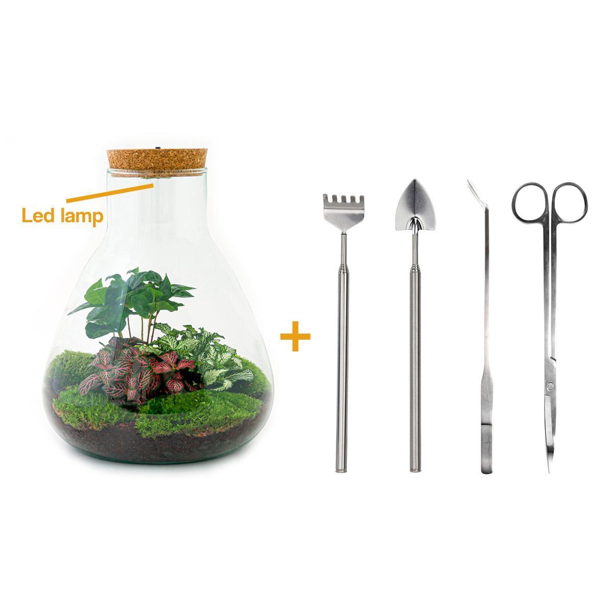 DIY terrarium - Sam Coffea met lamp - ↑ 30 cm + Rake + Shovel + Tweezer + Scissors