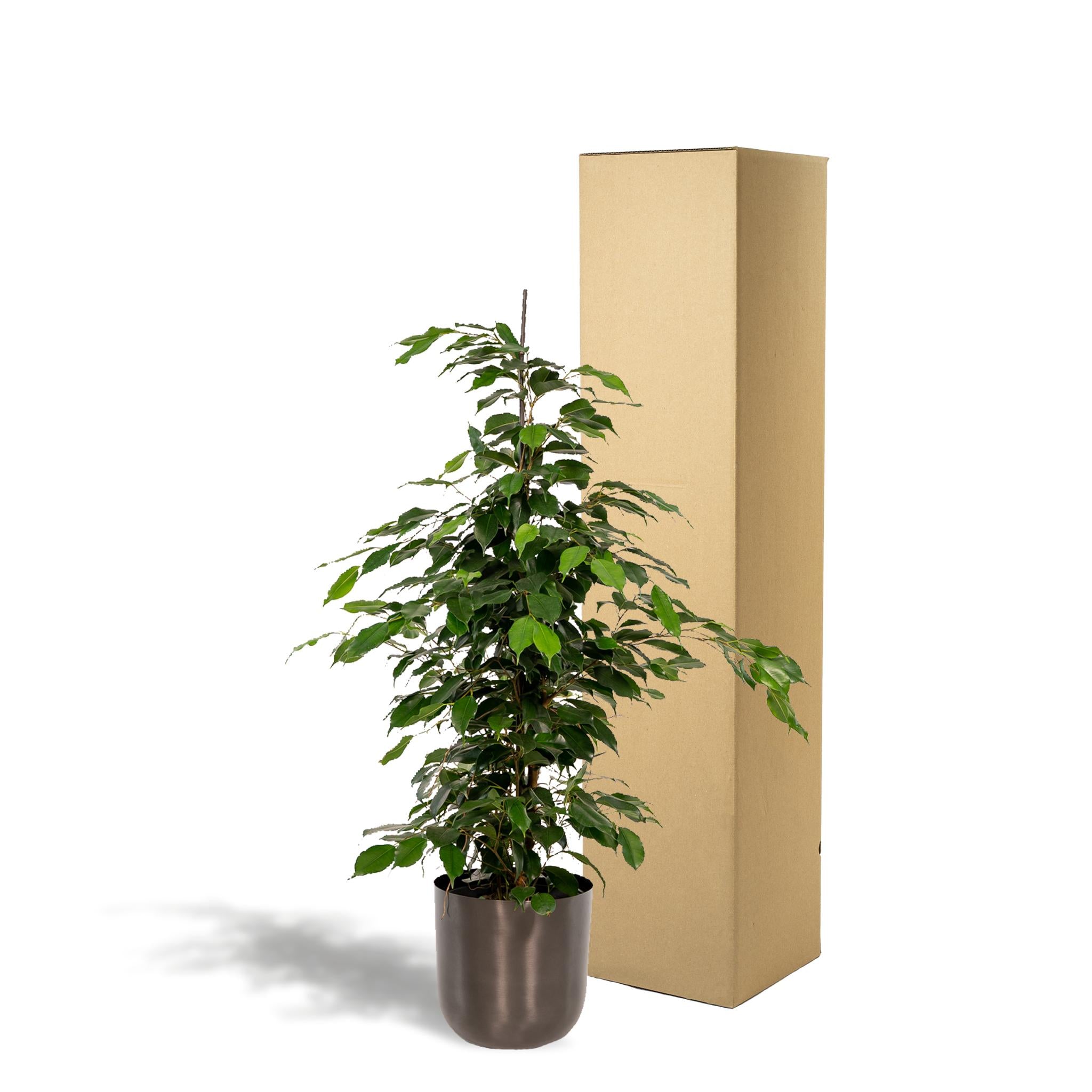 Ficus benjamina Danielle - ↨95cm - Ø21cm + Pot Mayk Lead