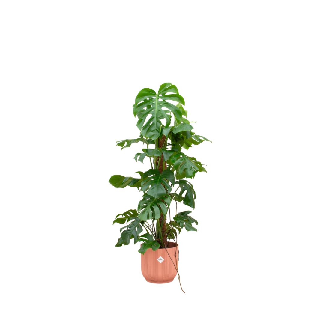 Combi deal - Monstera Pertusum XL inclusief elho Vibes Fold Round Ø30 roze - 120 cm