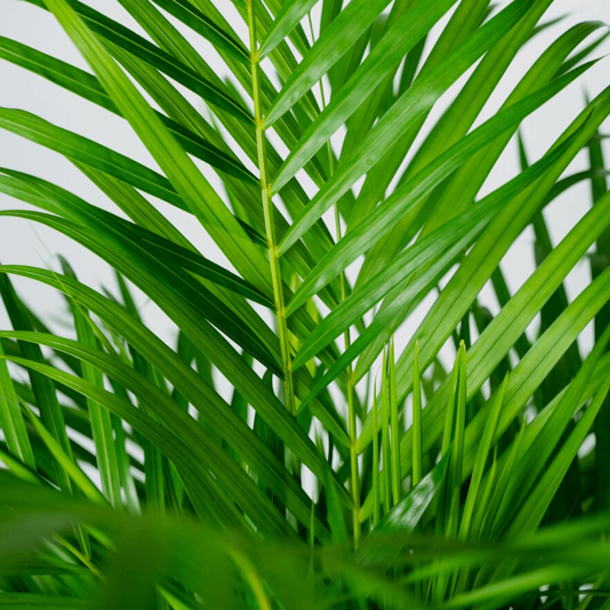 Dypsis Lutescens - Areca Palm - 120cm - Ø24