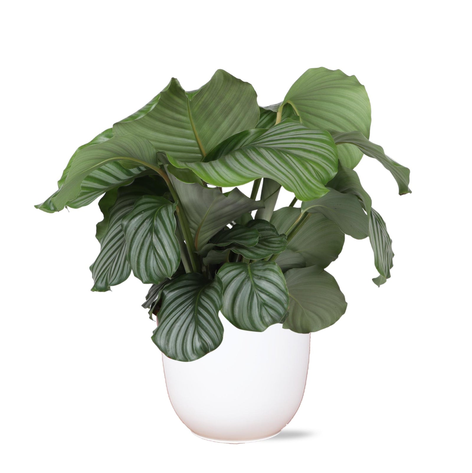 Calathea Orbifolia Ø21cm - ↕70cm in Boule WIT pot