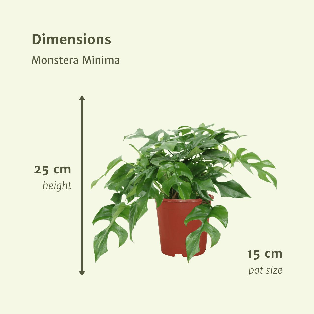 2x Monstera Minima  - Gatenplant - 25cm - ø15