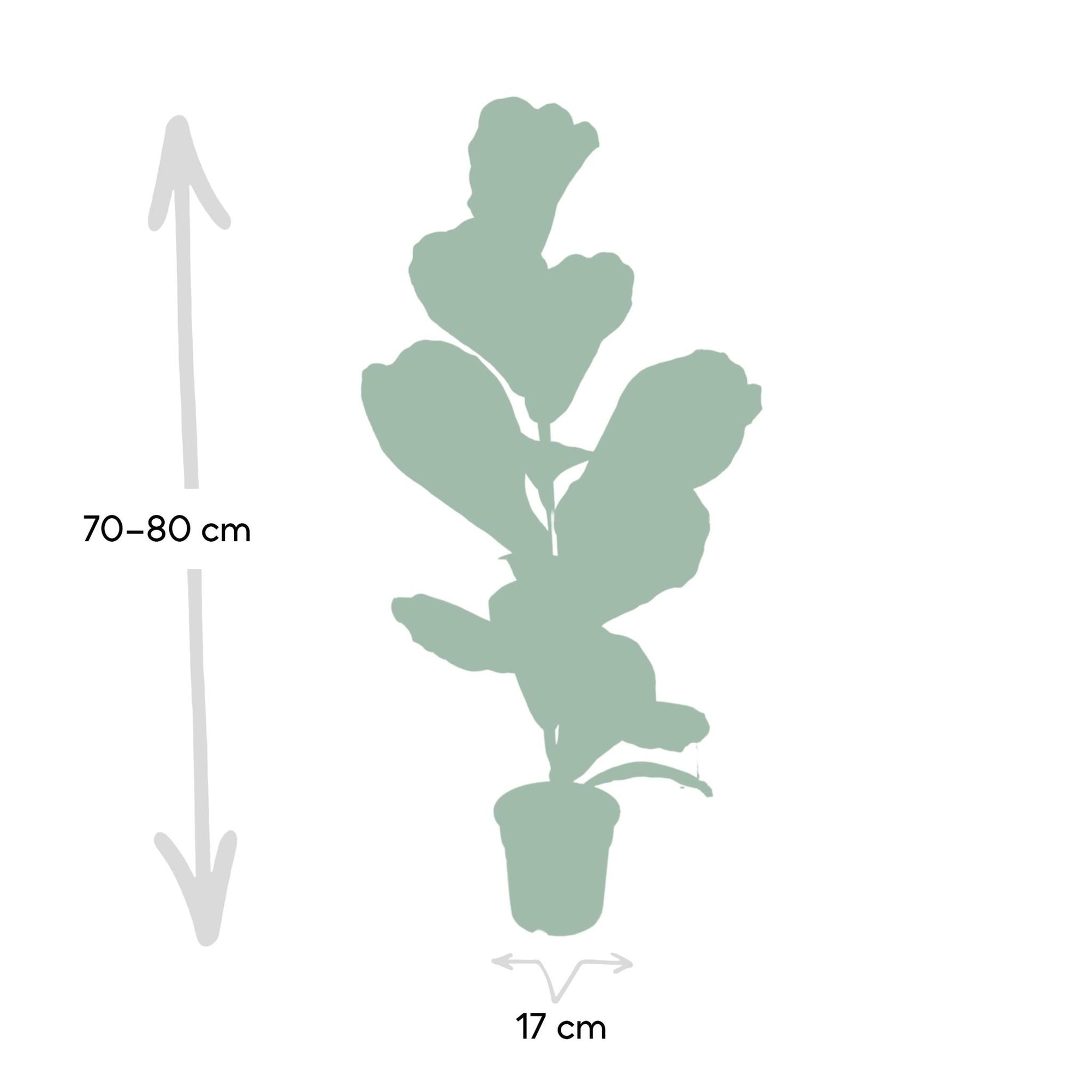 Ø17cm - ↕75cm