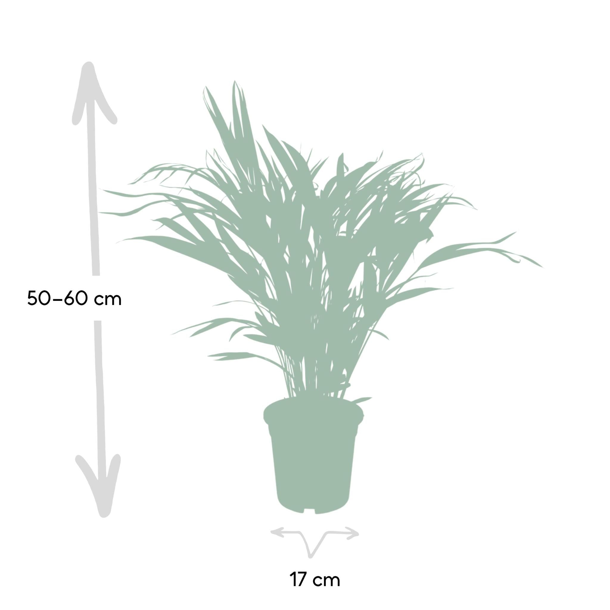 Dypsis Lutescens - Areca Palm - 60cm - Ø17