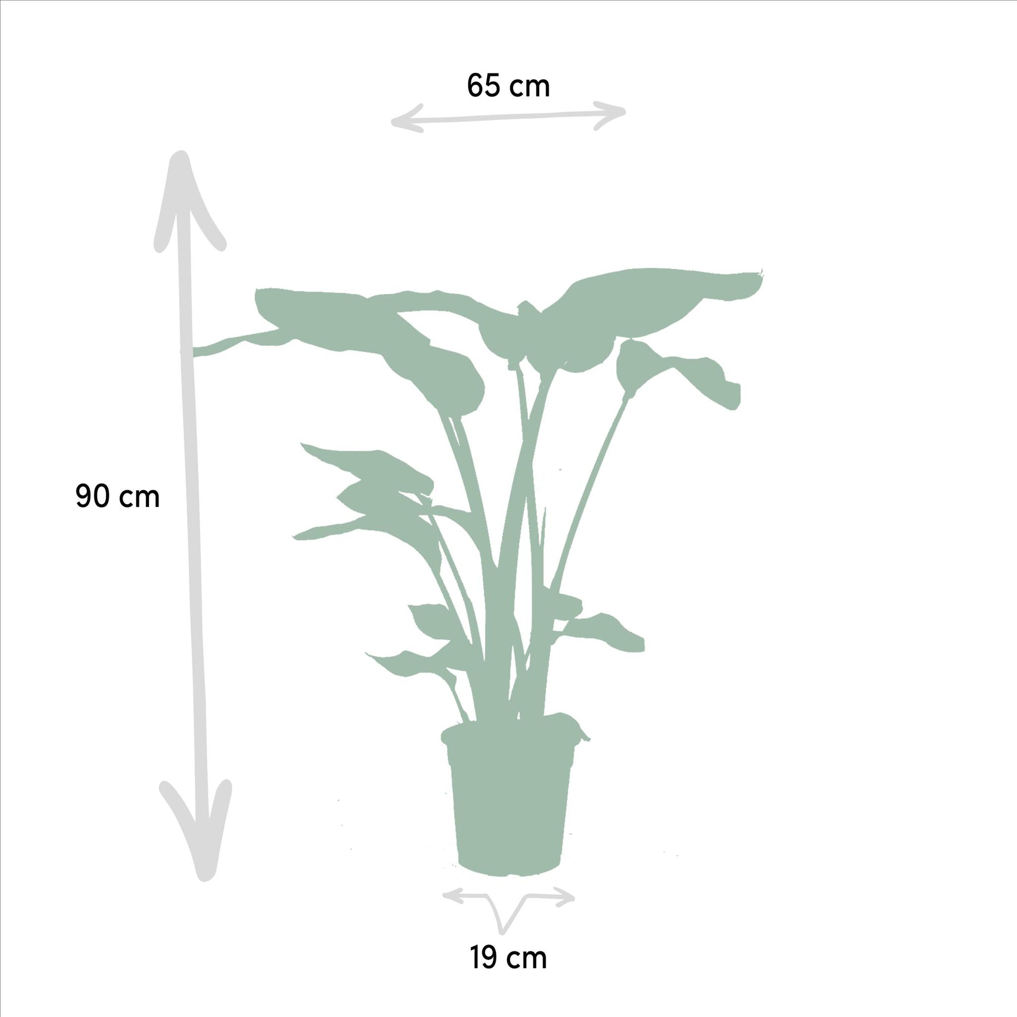 Strelitzia Nicolai - ↨85cm - Ø19cm + Alocasia Macrorrhiza - ↨70cm - Ø19cm