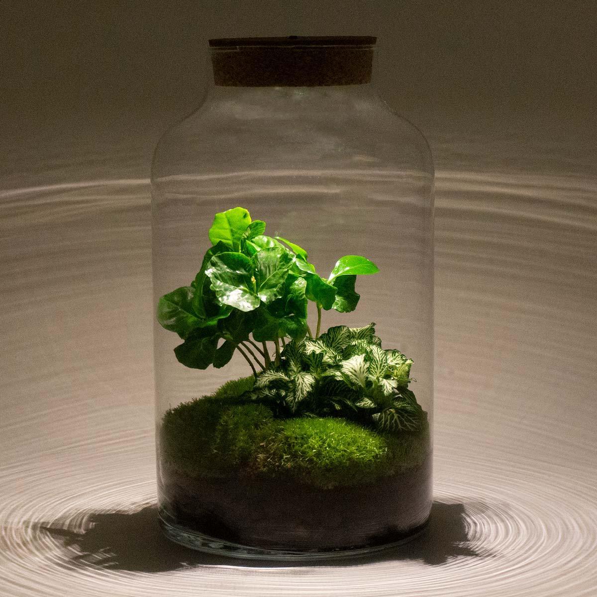 DIY terrarium - Milky Coffea met lamp - ↑ 31 cm