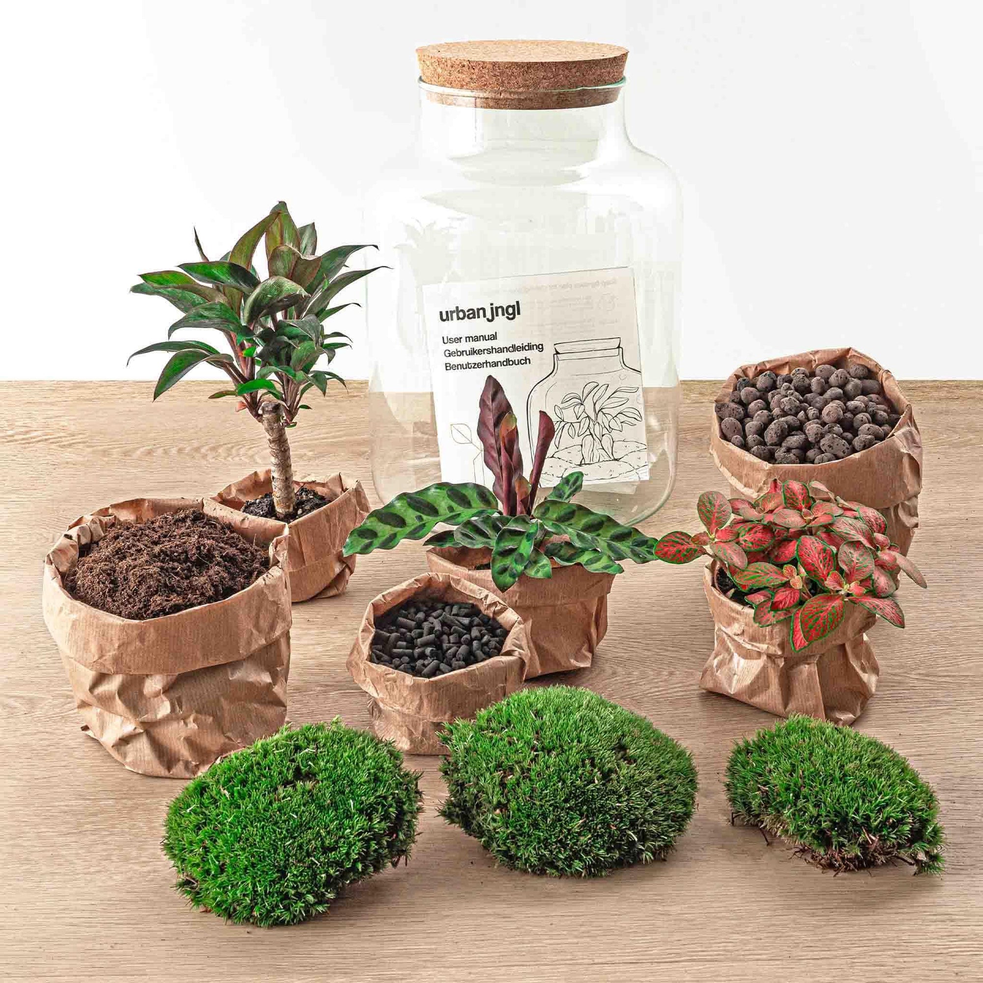 DIY terrarium - Milky Palm - ↑ 30 cm