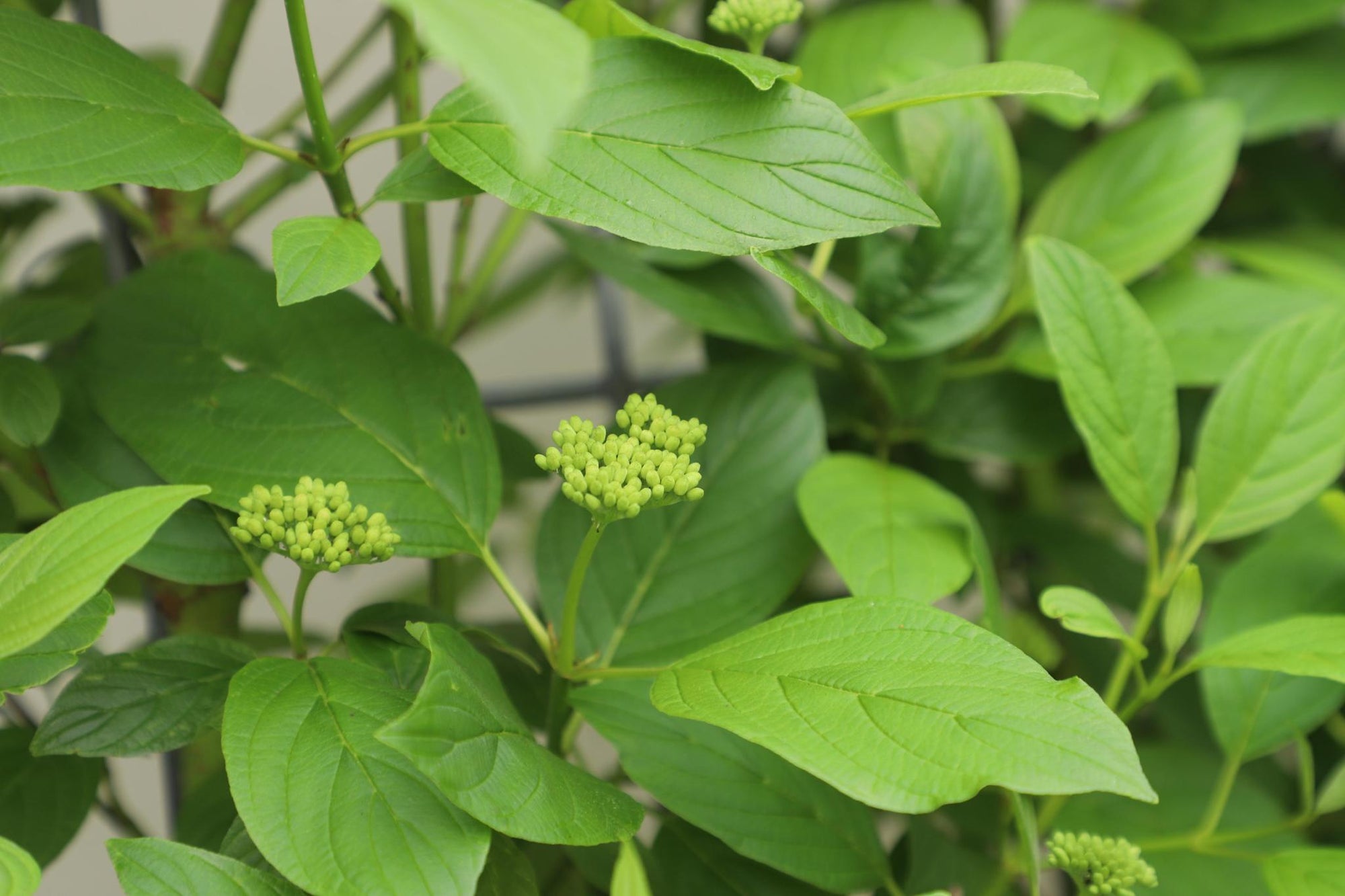 Cornus Stolonifera Flaviramea - ↨180cm - 1 stuks