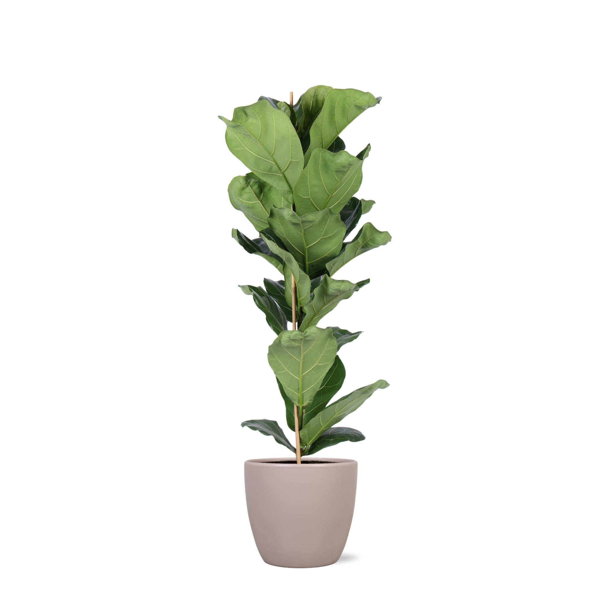 Ficus Lyrata - Ø21cm - ↕90cm in Boule TAUPE pot