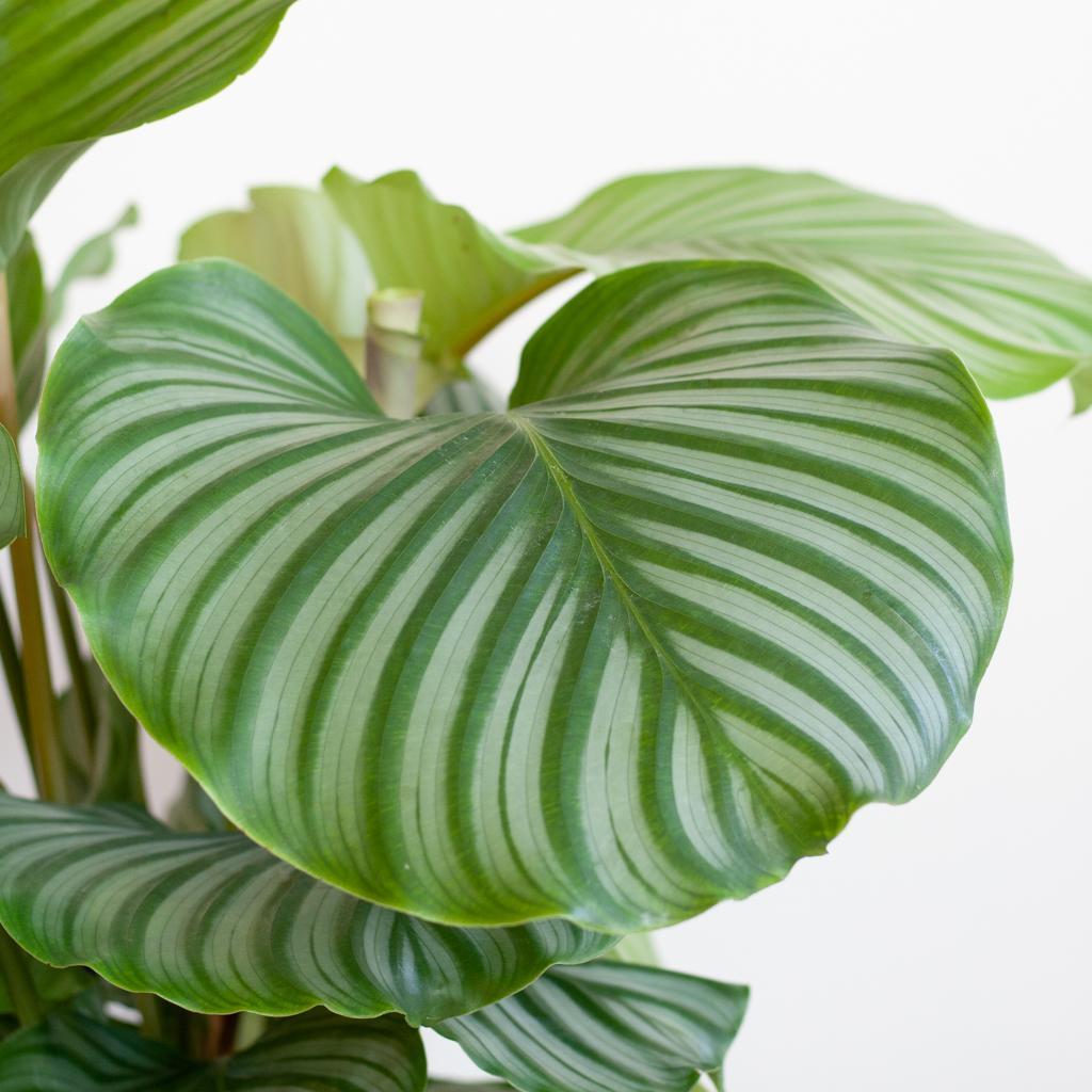 Calathea Orbifolia met Lissabon mand wit