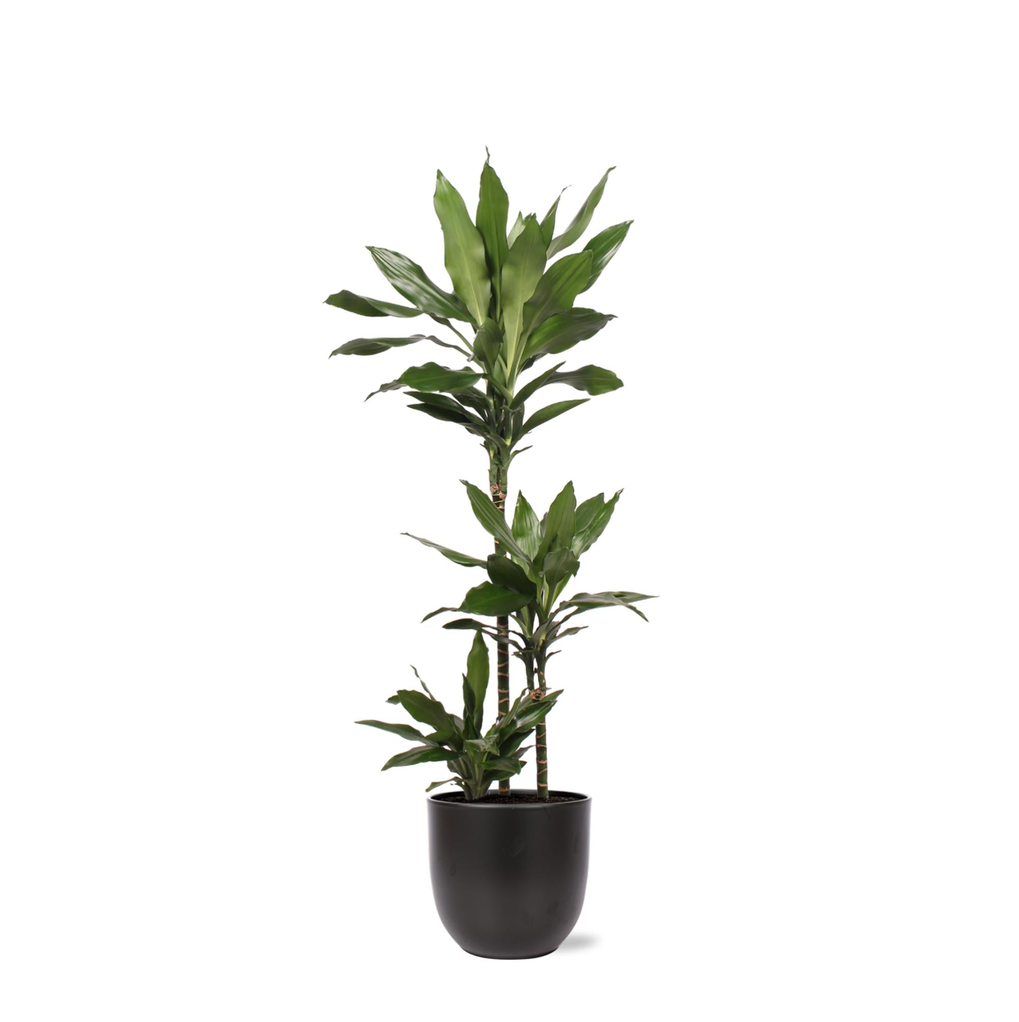 Dracaena Janet Lind Ø24cm ↕120cm in Boule ANTRACIET pot