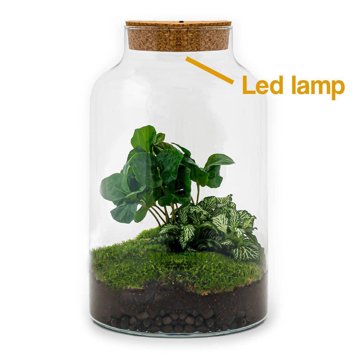 DIY terrarium - Milky Coffea met lamp - ↑ 31 cm