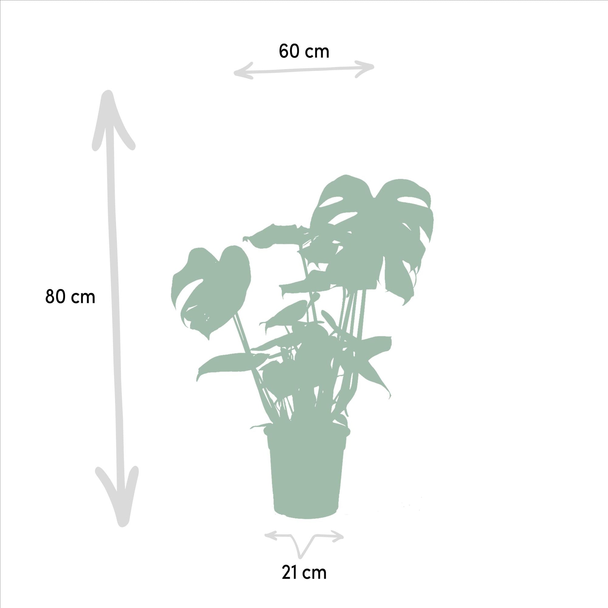 Strelitzia Nicolai - ↨85cm - Ø19cm + Monstera Deliciosa - ↨75cm - Ø21cm