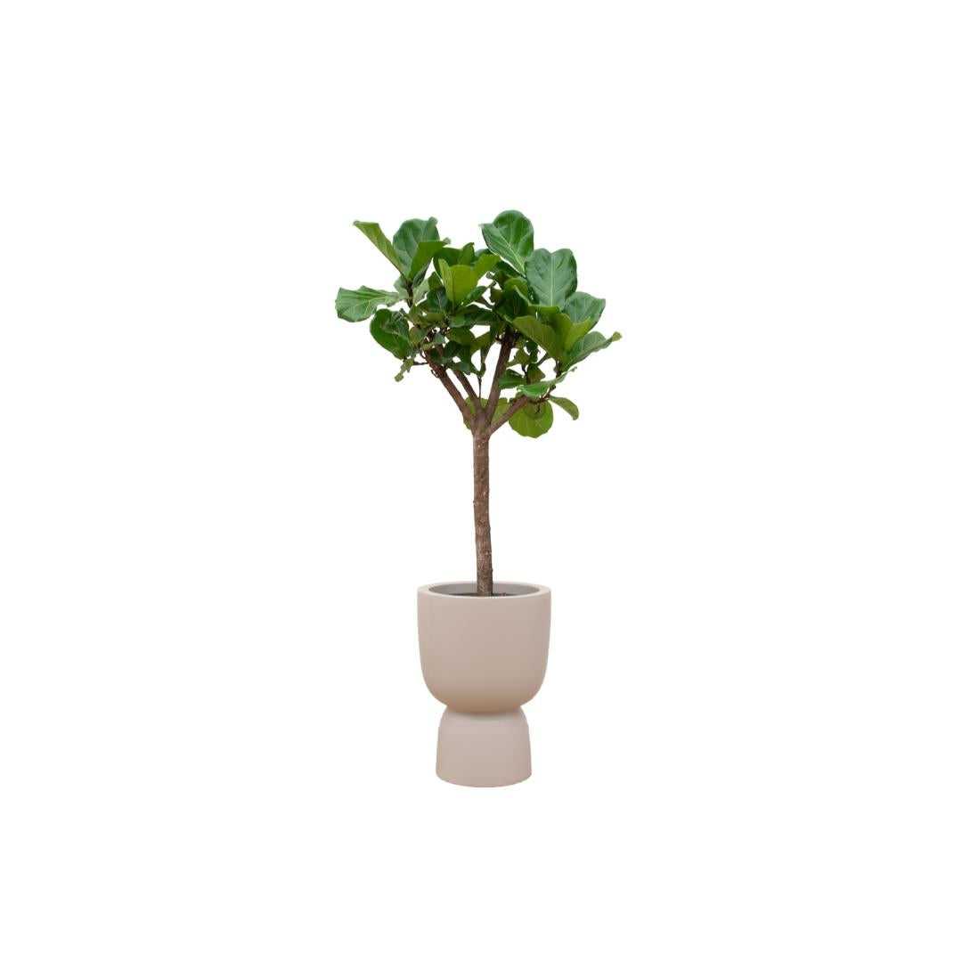 Combi deal - Ficus Lyrata boom inclusief elho Pure Coupe beige Ø41 - 210 cm
