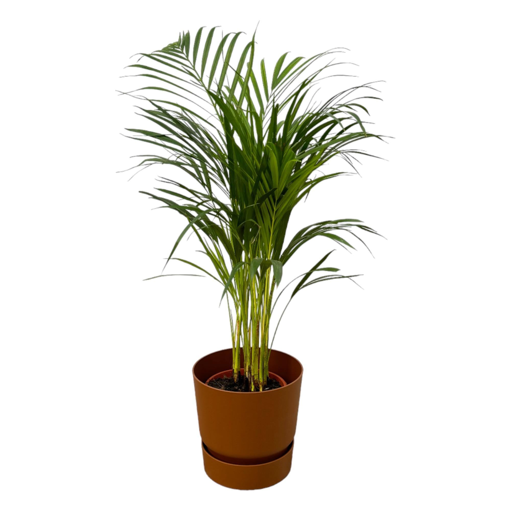 Areca palm - ↨85cm - Ø19cm inclusief elho Greenville Round bruin D24xH23