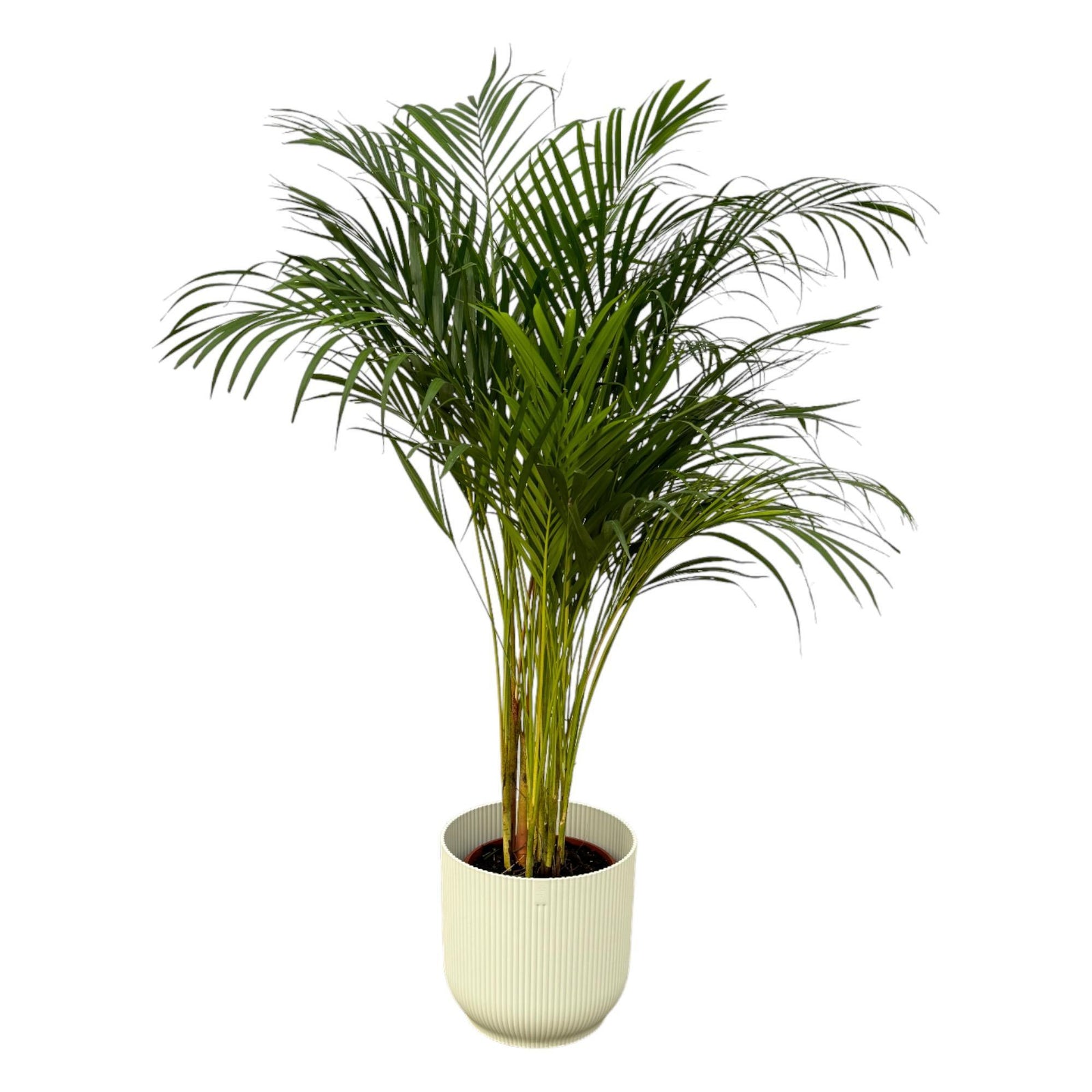 Areca palm - ↨130cm - Ø24cm inclusief elho Vibes Fold Round wit D30xH27