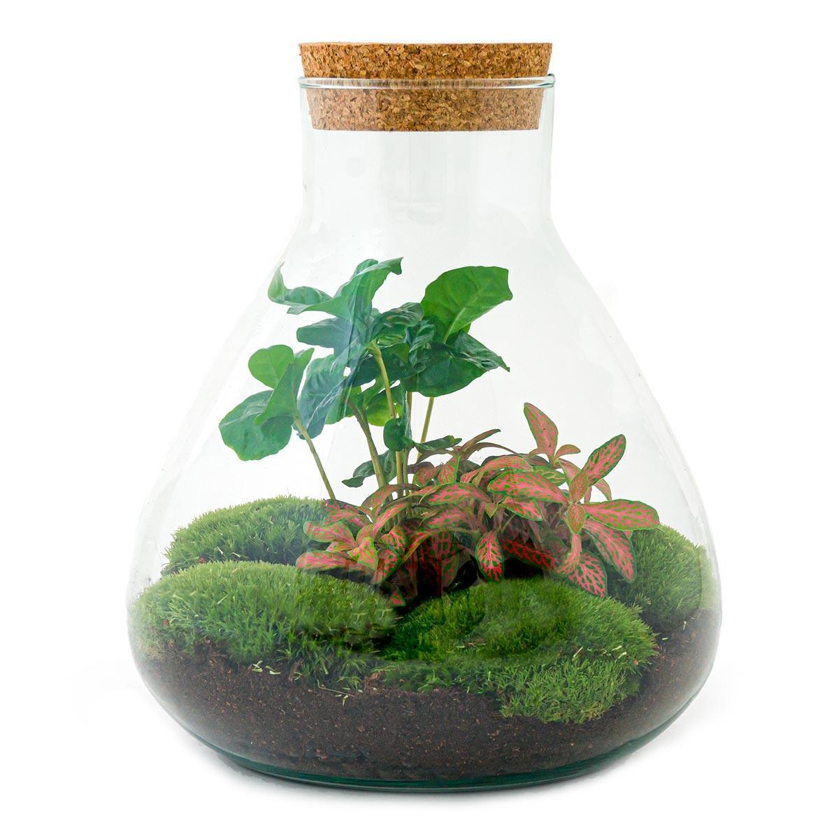 DIY terrarium - Sammie Coffea - ↑ 27 cm