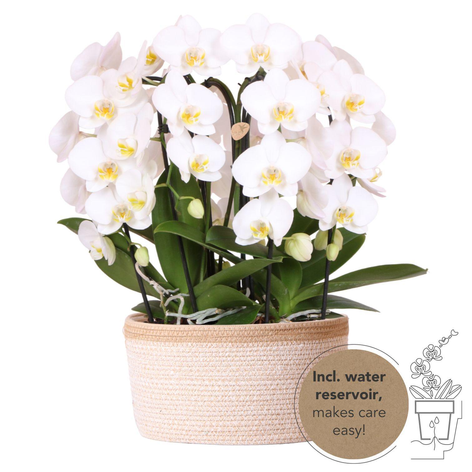 Kolibri Orchids | witte orchideeënset in Cotton Basket incl. waterreservoir | drie gebogen witte orchideeën Niagara Fall 12cm | Mono Bouquet wit met zelfvoorzienend