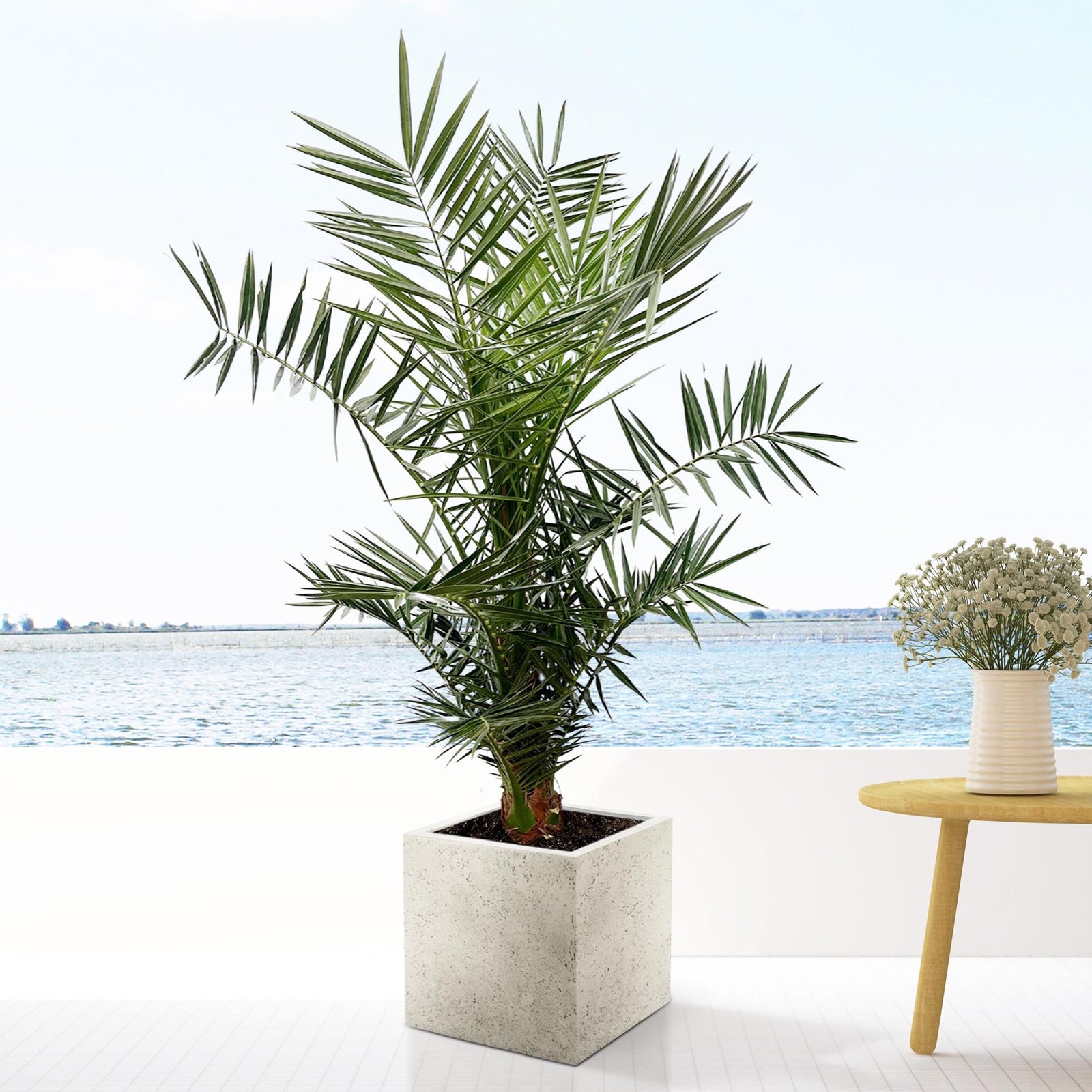 Phoenix Canariensis - 130cm- ø20