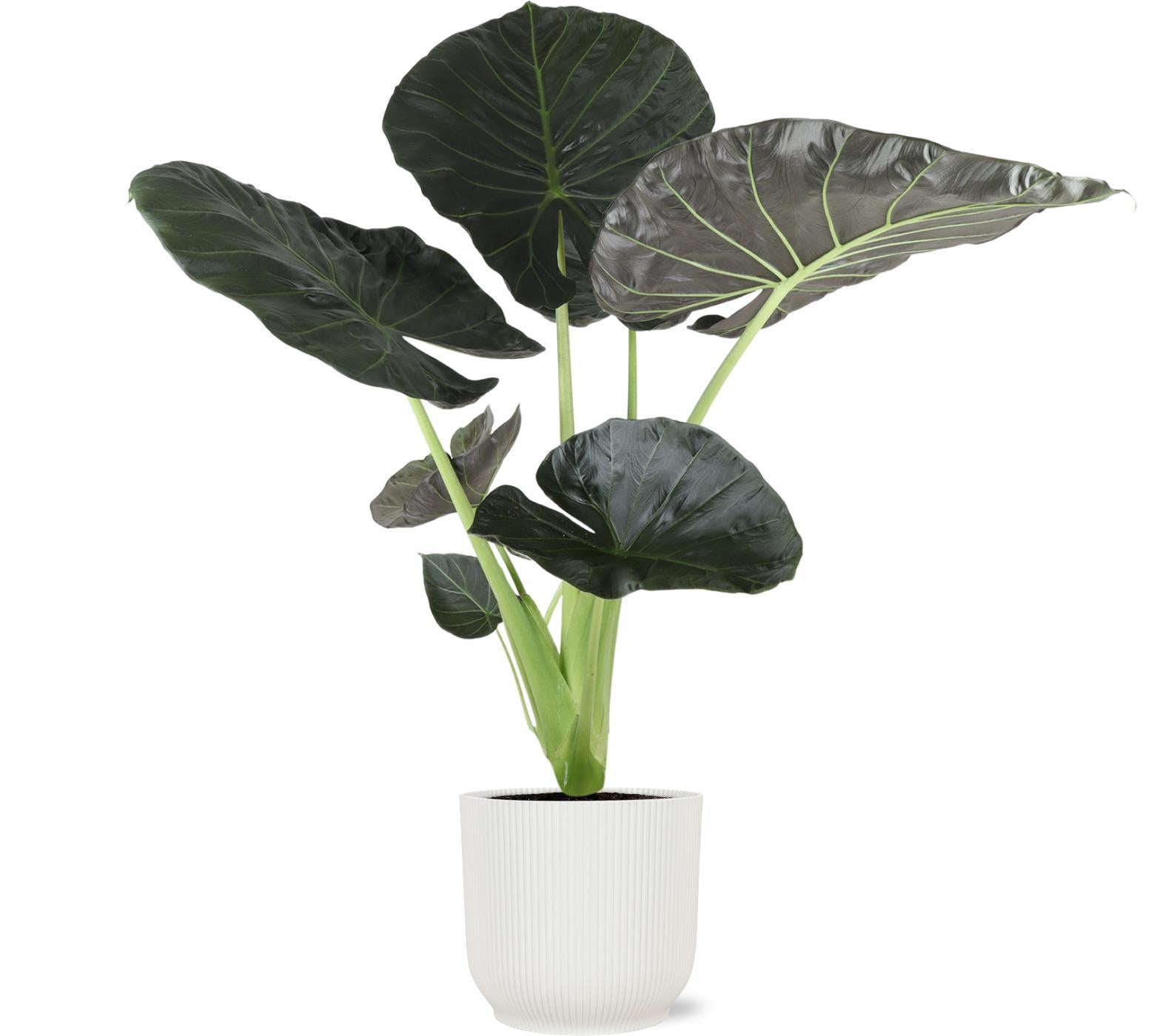 Alocasia Regal Shield Ø21cm - ↕100cm in Vibes WIT pot