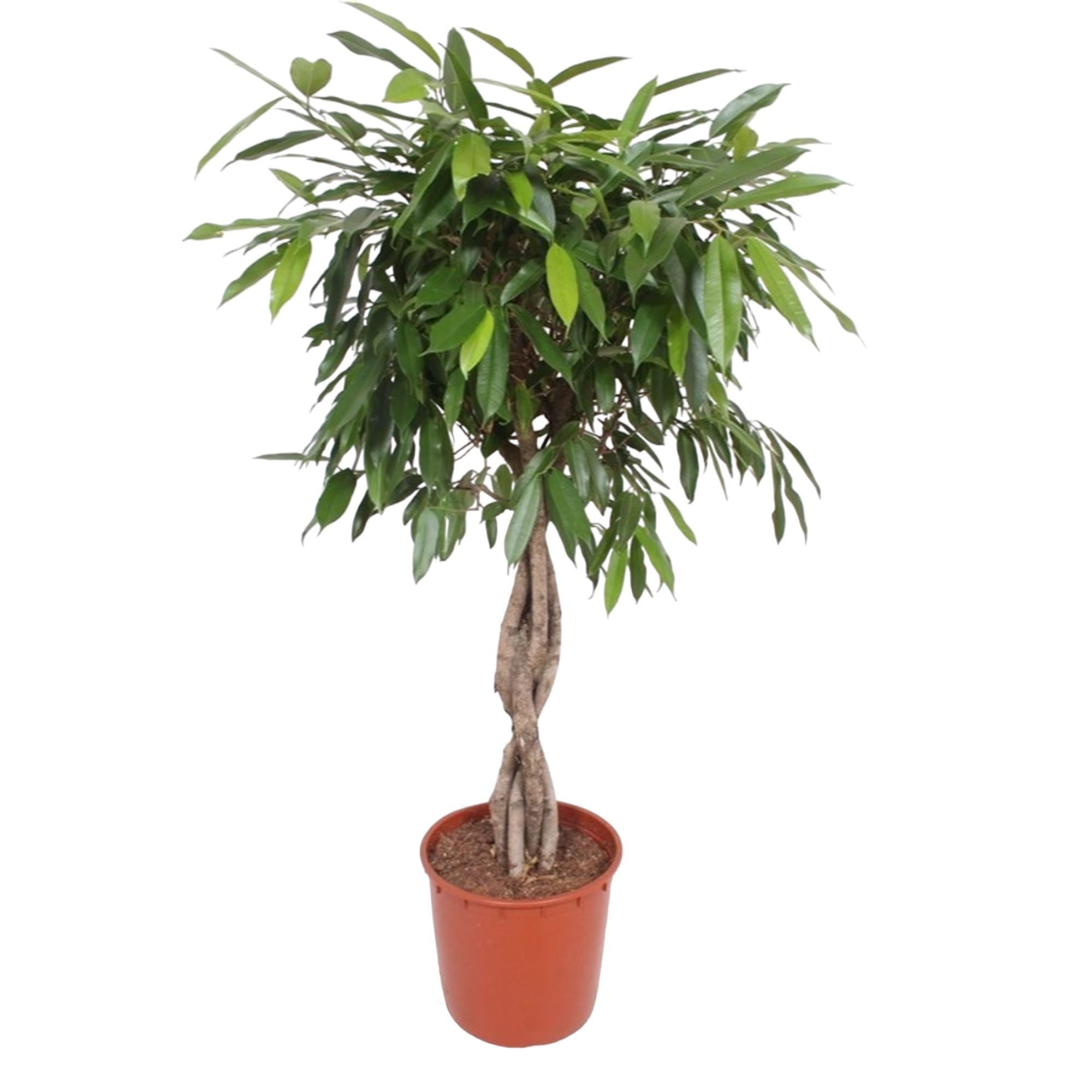 Ficus Amstel King gevlochten stam - 140 cm - ø34