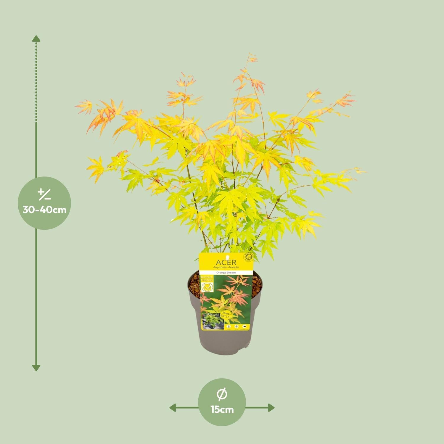 Acer palmatum Orange Dream - Ø15 - ↨30cm