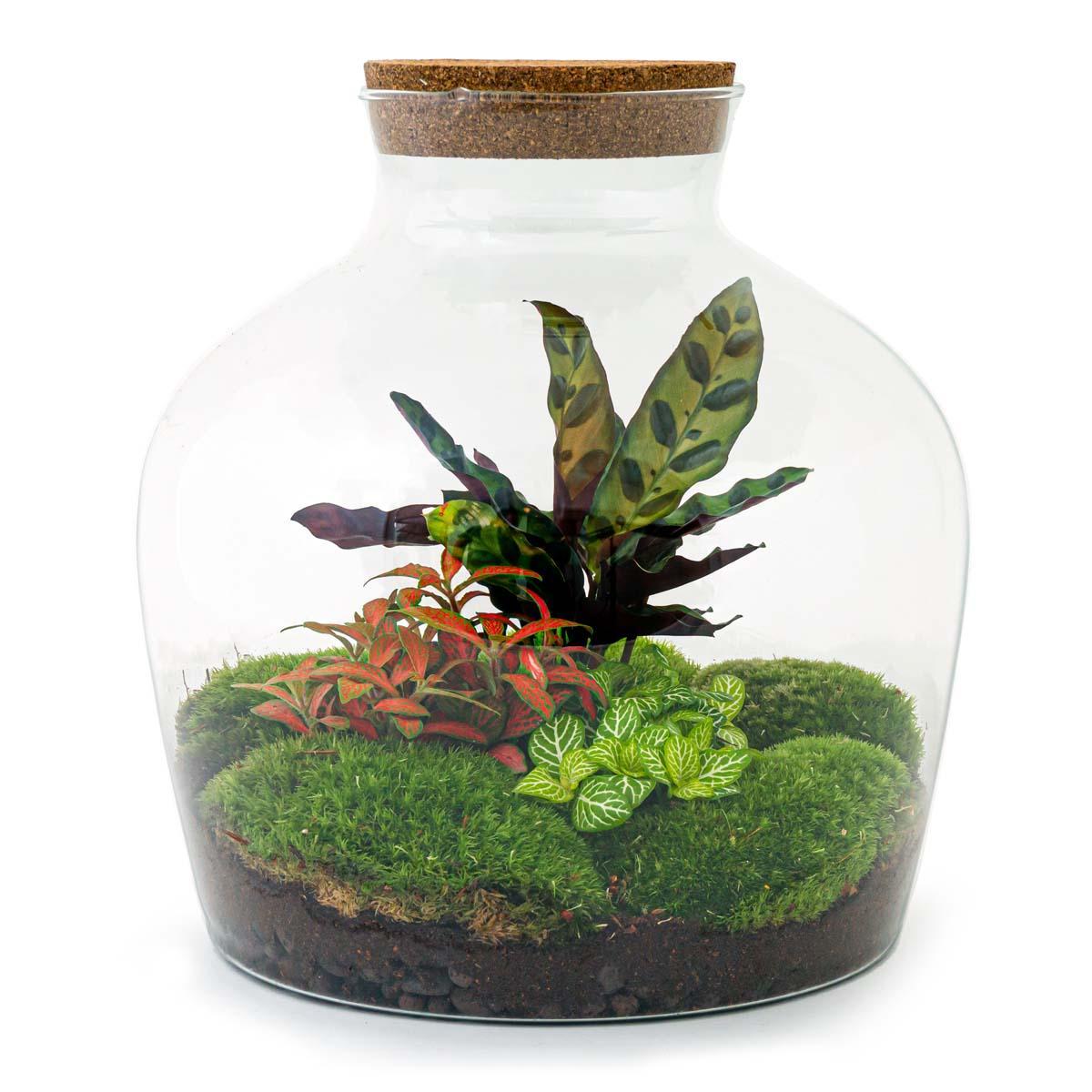 DIY terrarium - Fat Joe Rood - ↑ 30 cm