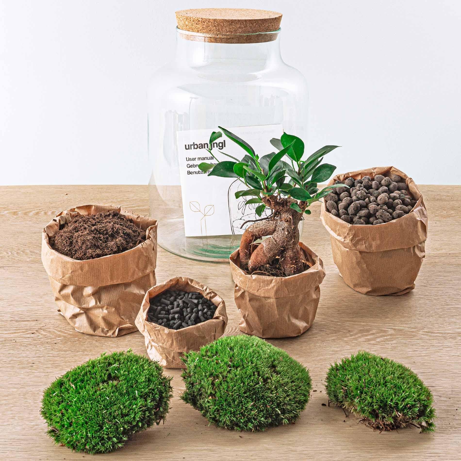 DIY terrarium - Milky met bonsai - ↑ 30 cm + Rake + Shovel + Tweezer + Scissors