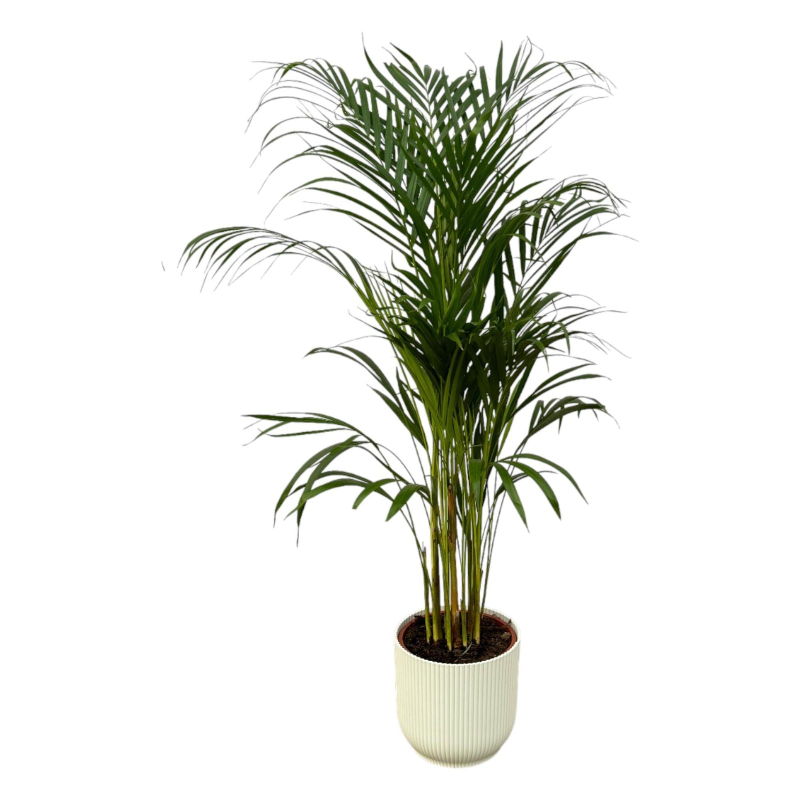 Areca palm - ↨110cm - Ø21cm inclusief elho Vibes Fold Round wit D22xH20