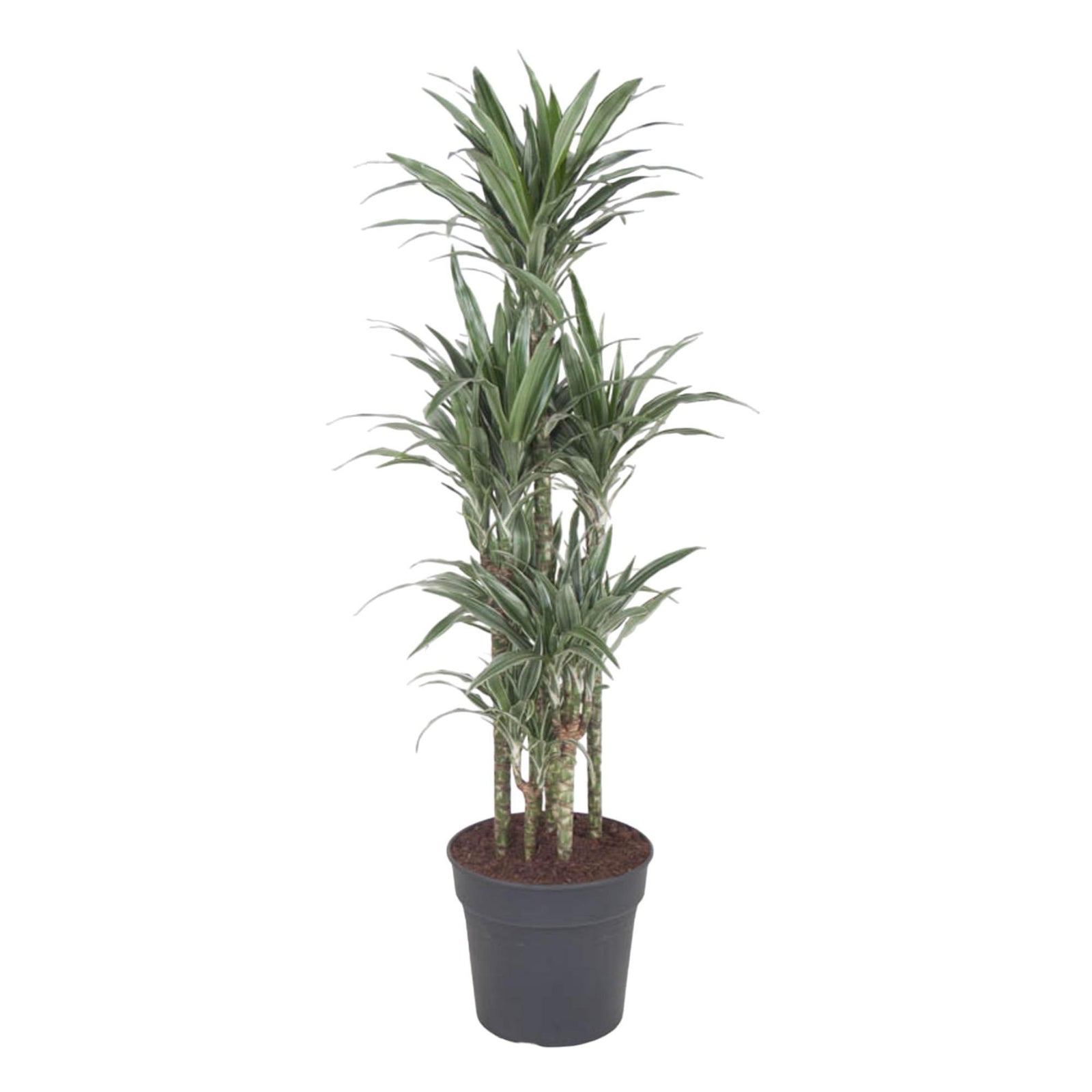 Dracaena Warneckei Carrousel - 140 cm - ø31