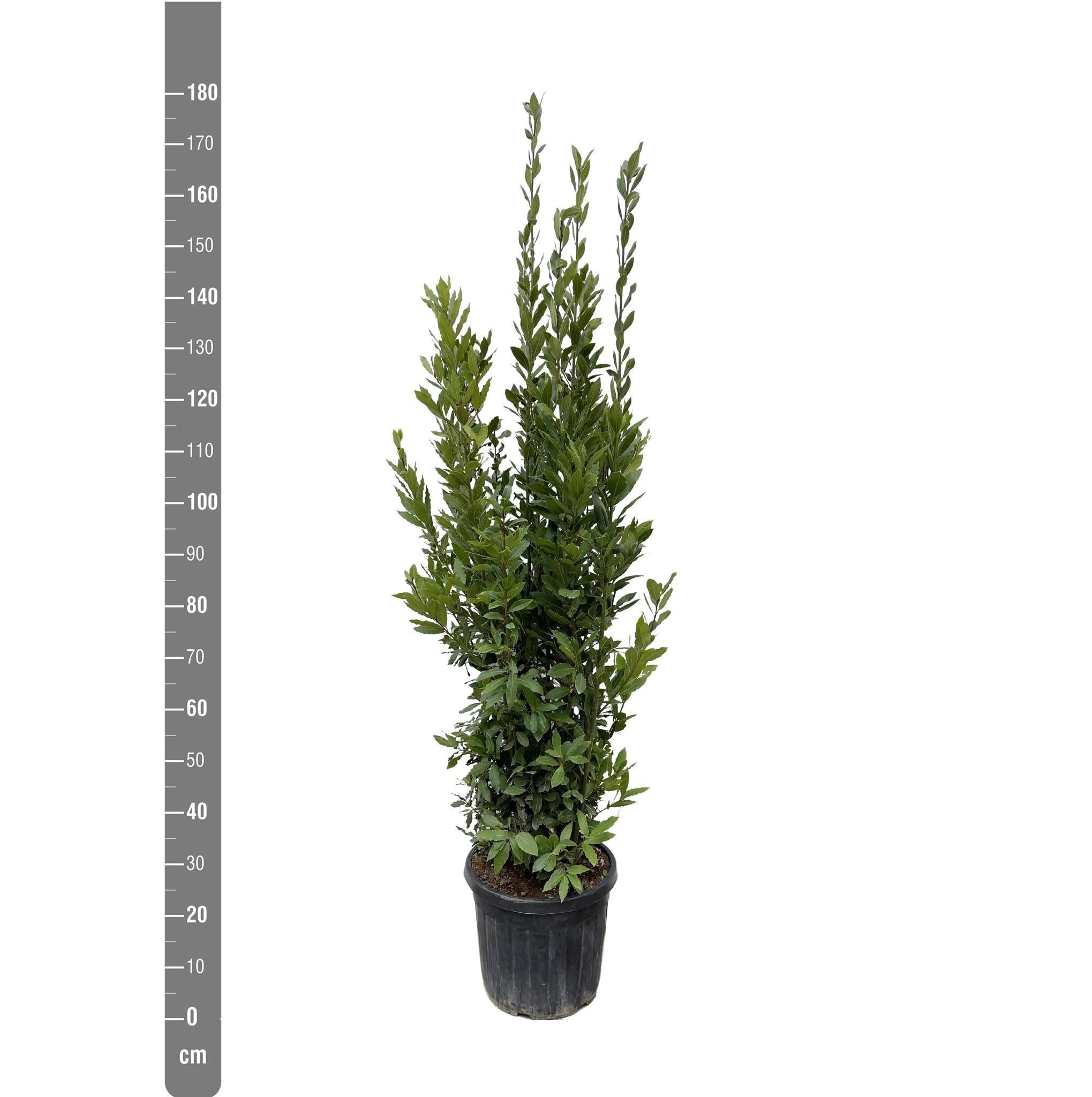 Laurus Nobilis struik - 180 cm - ø40