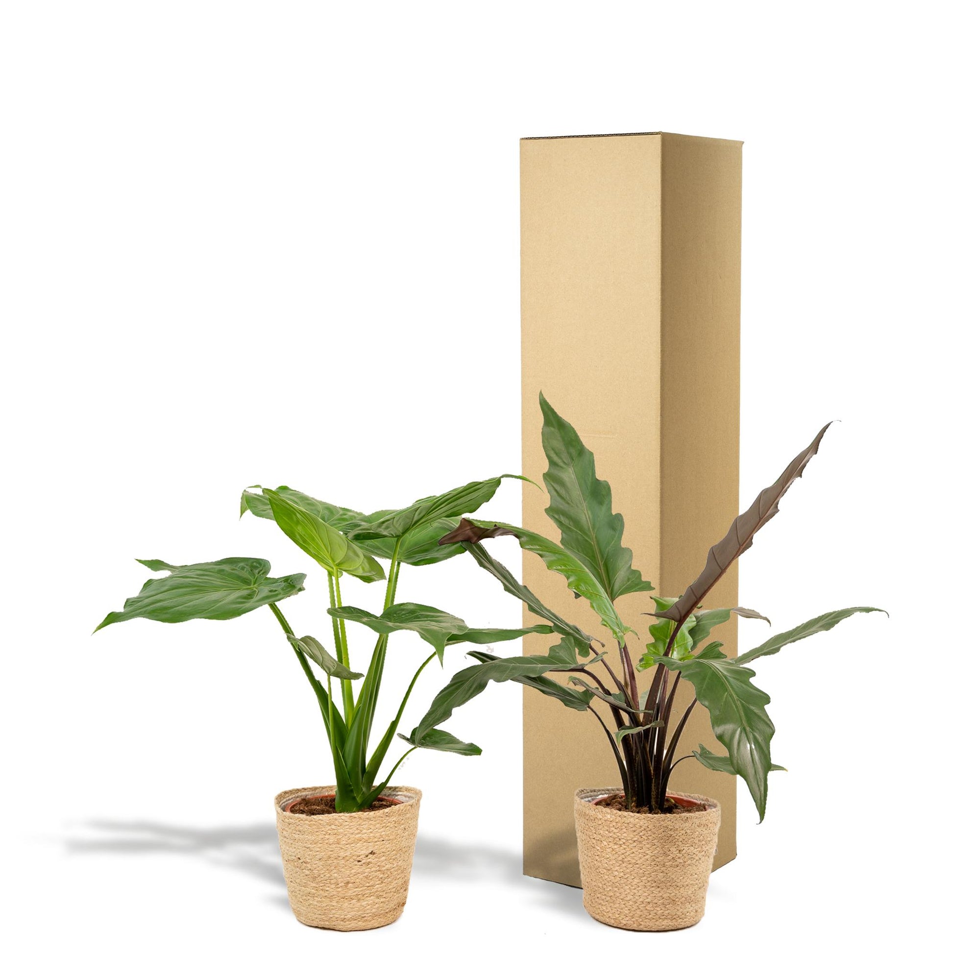 Alocasia Cucullata - ↨60cm - Ø19cm + Alocasia Lauterbachiana - ↨75cm - Ø19cm + Incl. Mand Selin