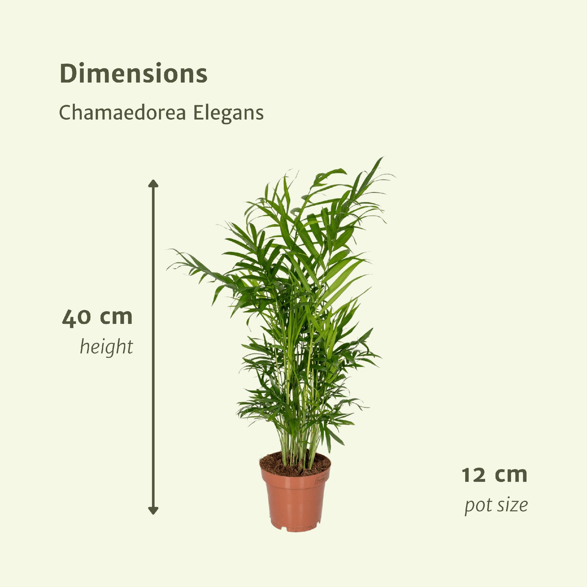 2x Chamaedorea Elegans - Mexicaanse Bergpalm - 40cm - ø12