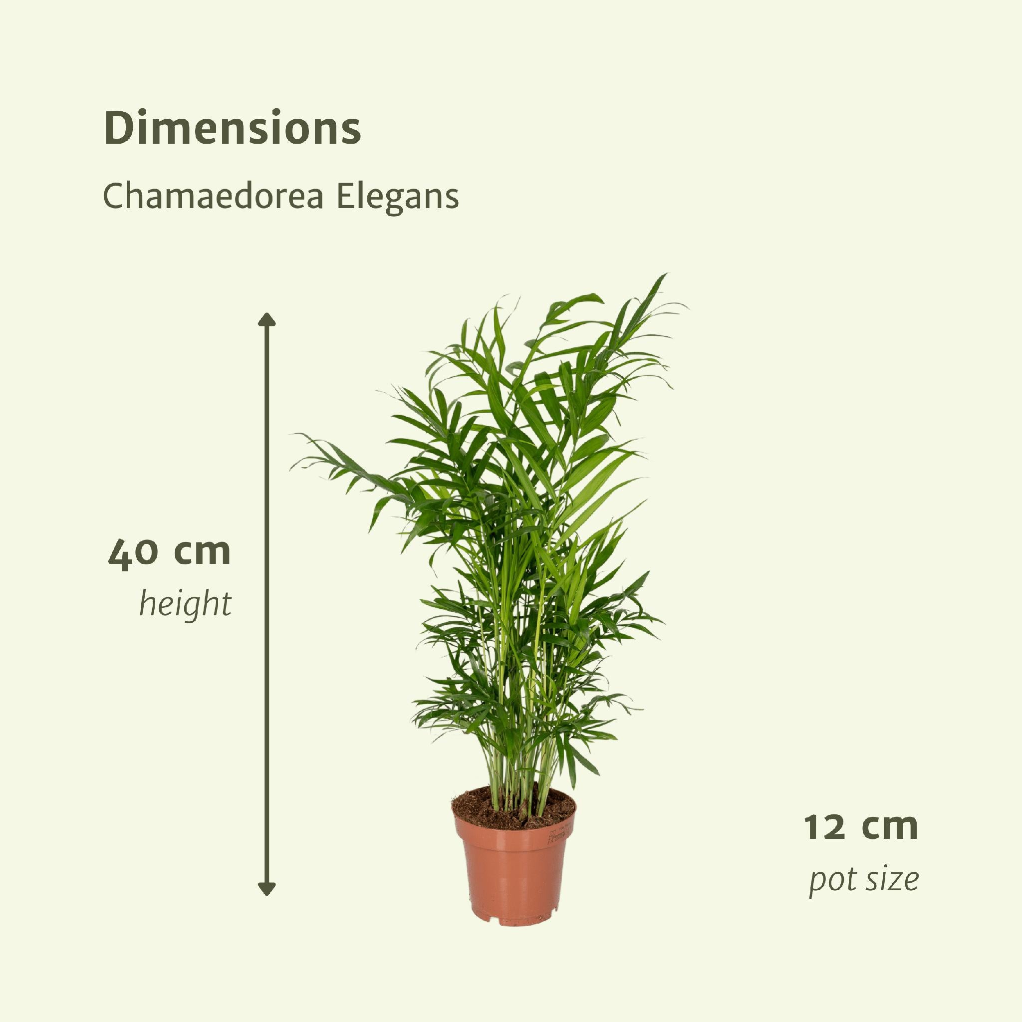 2x Chamaedorea Elegans - Mexicaanse Bergpalm - 40cm - ø12