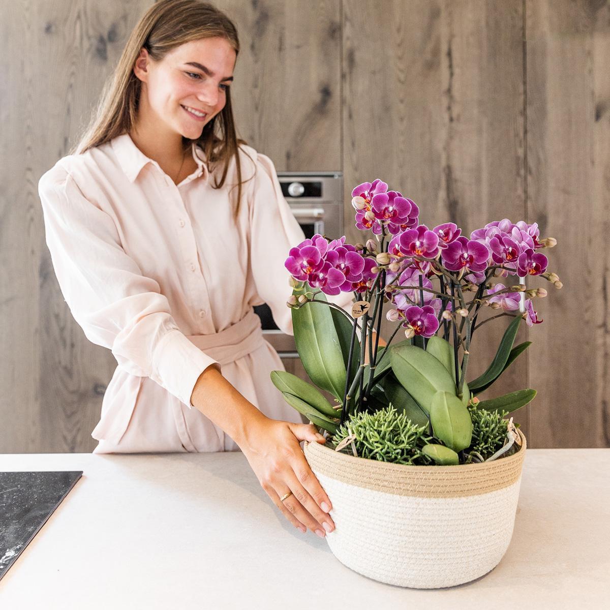 Kolibri Orchids | paarse plantenset in Cotton Basket incl. waterreservoir | drie paarse orchideeën Morelia 9cm en drie groene planten Rhipsalis | Jungle Bouquet paars met zelfvoorzienend waterreservoir