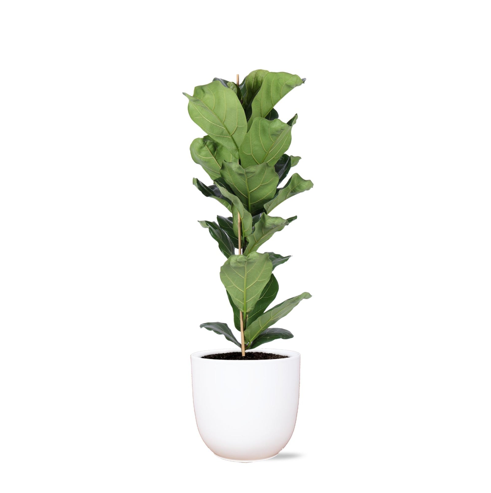 Ficus Lyrata - Ø21cm - ↕90cm in Boule WIT pot