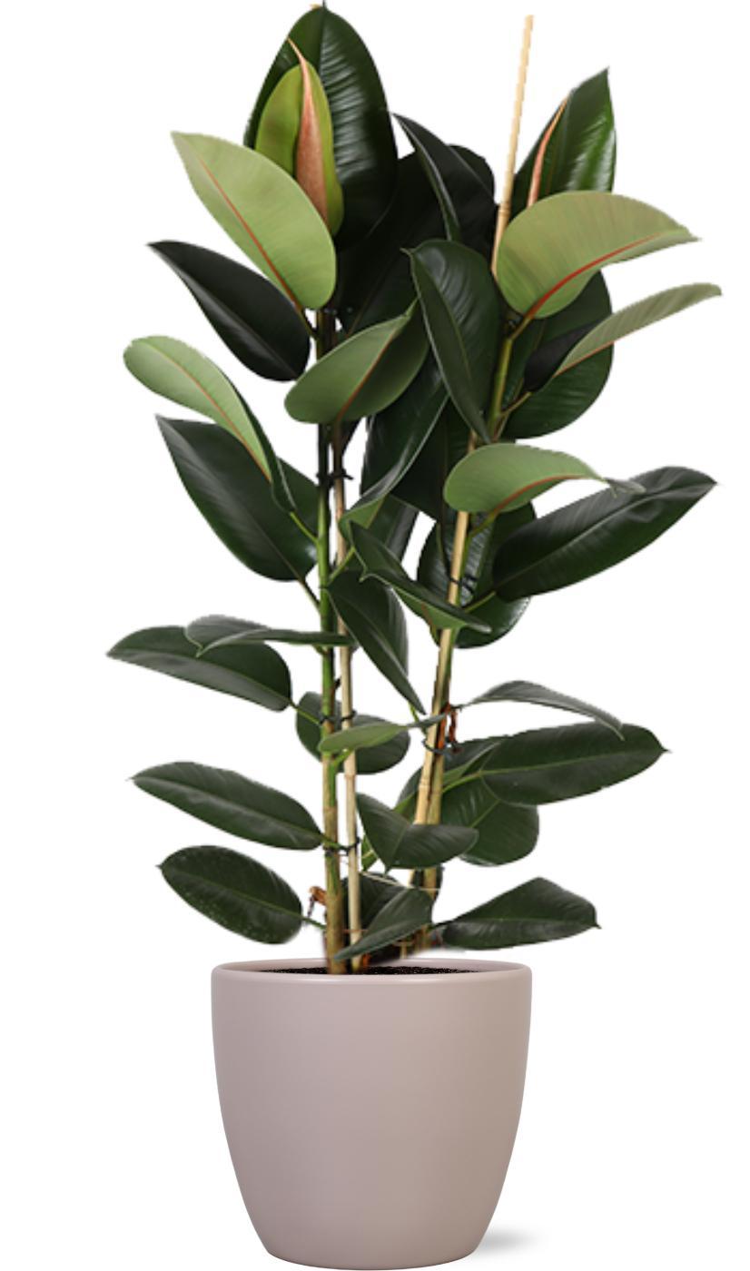 Ficus Elastica Robusta Ø24cm - ↕110cm in Boule TAUPE pot