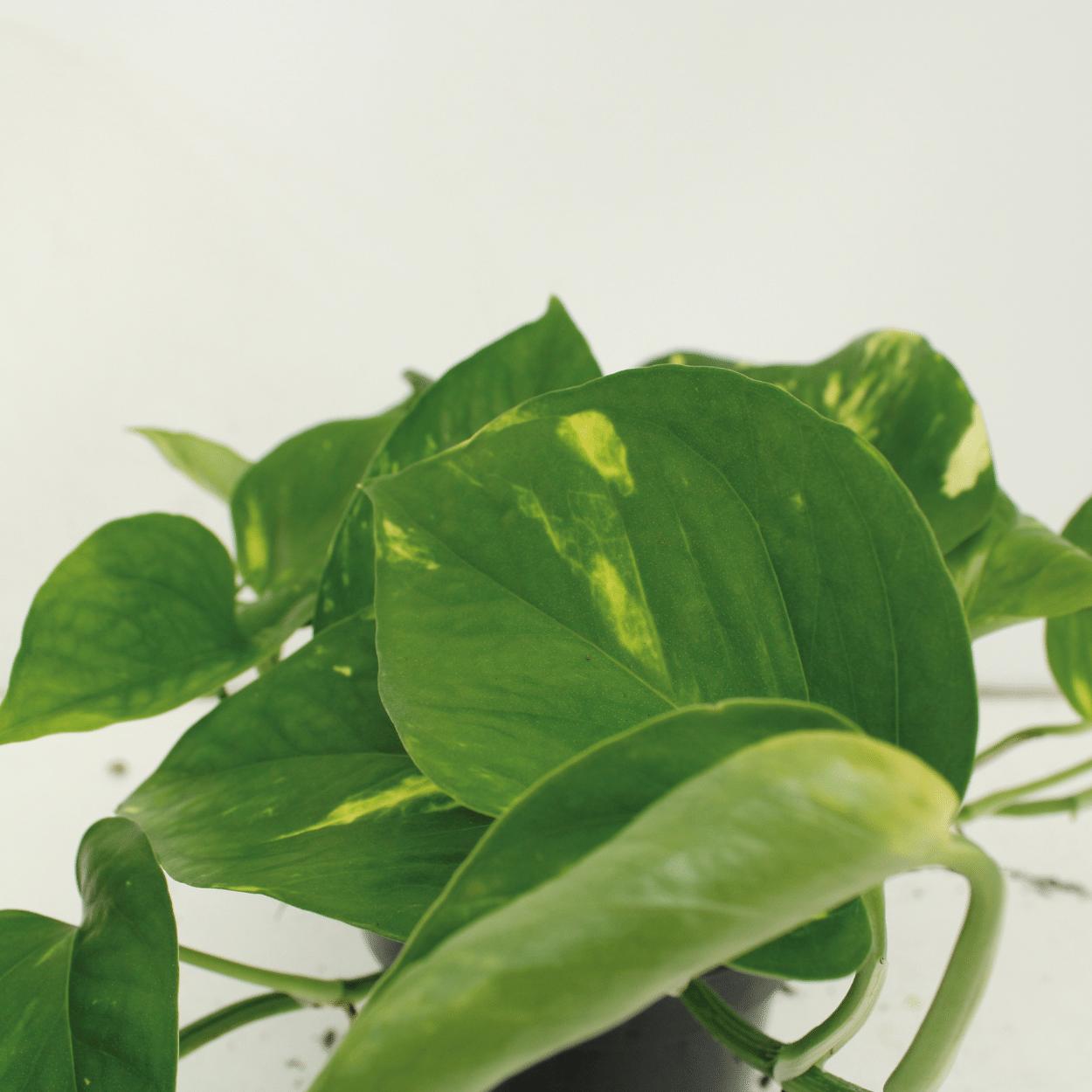 2x Epipremnum Aureum - Scindapsus - 25cm - ø15