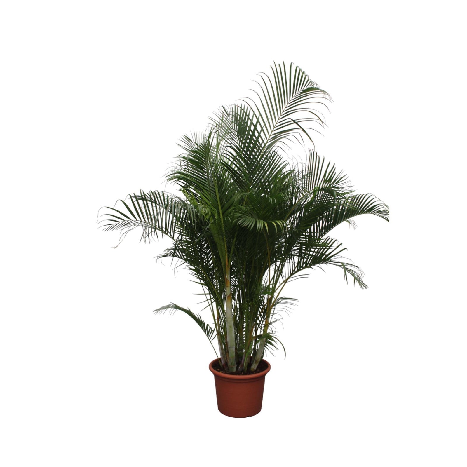 Dypsis Lutescens (Areca Palm) - 280 cm - ø50