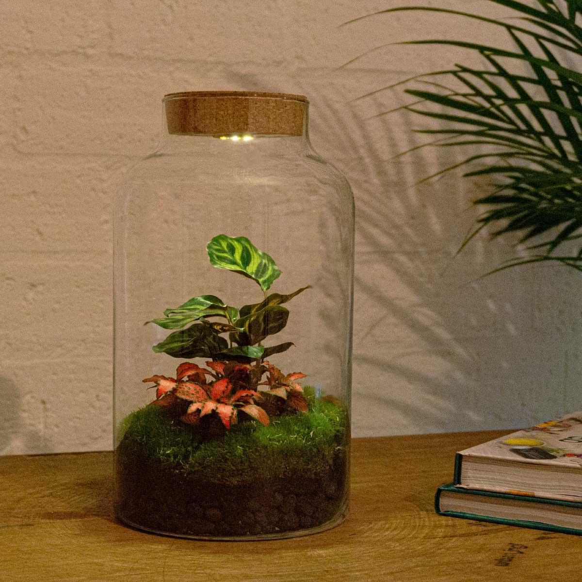 DIY terrarium - Milky Calathea with Light - ↑ 31 cm