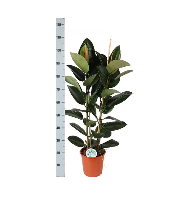 Ficus Elastica Robusta Ø24cm - ↕110cm in Boule WIT pot