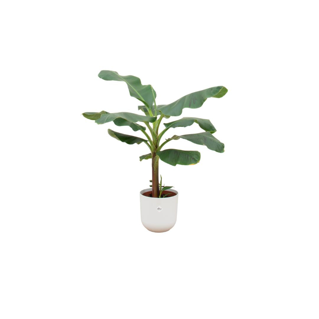 Combi deal - Bananenplant (Musa) inclusief elho Jazz Round wit Ø23 - 120 cm