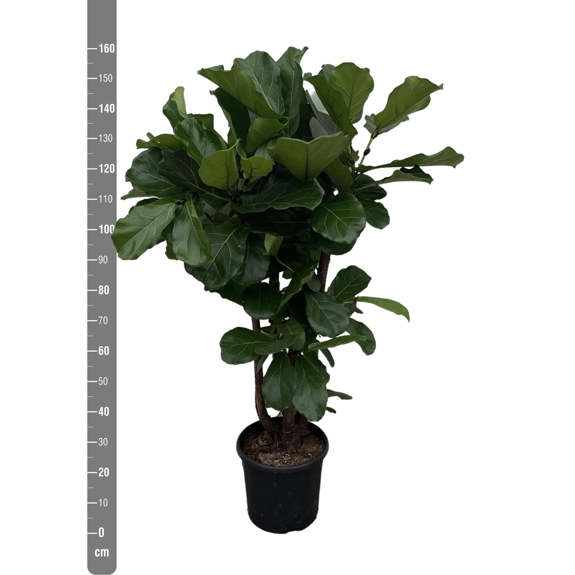 Ficus Lyrata vertakt - 160cm - ø30