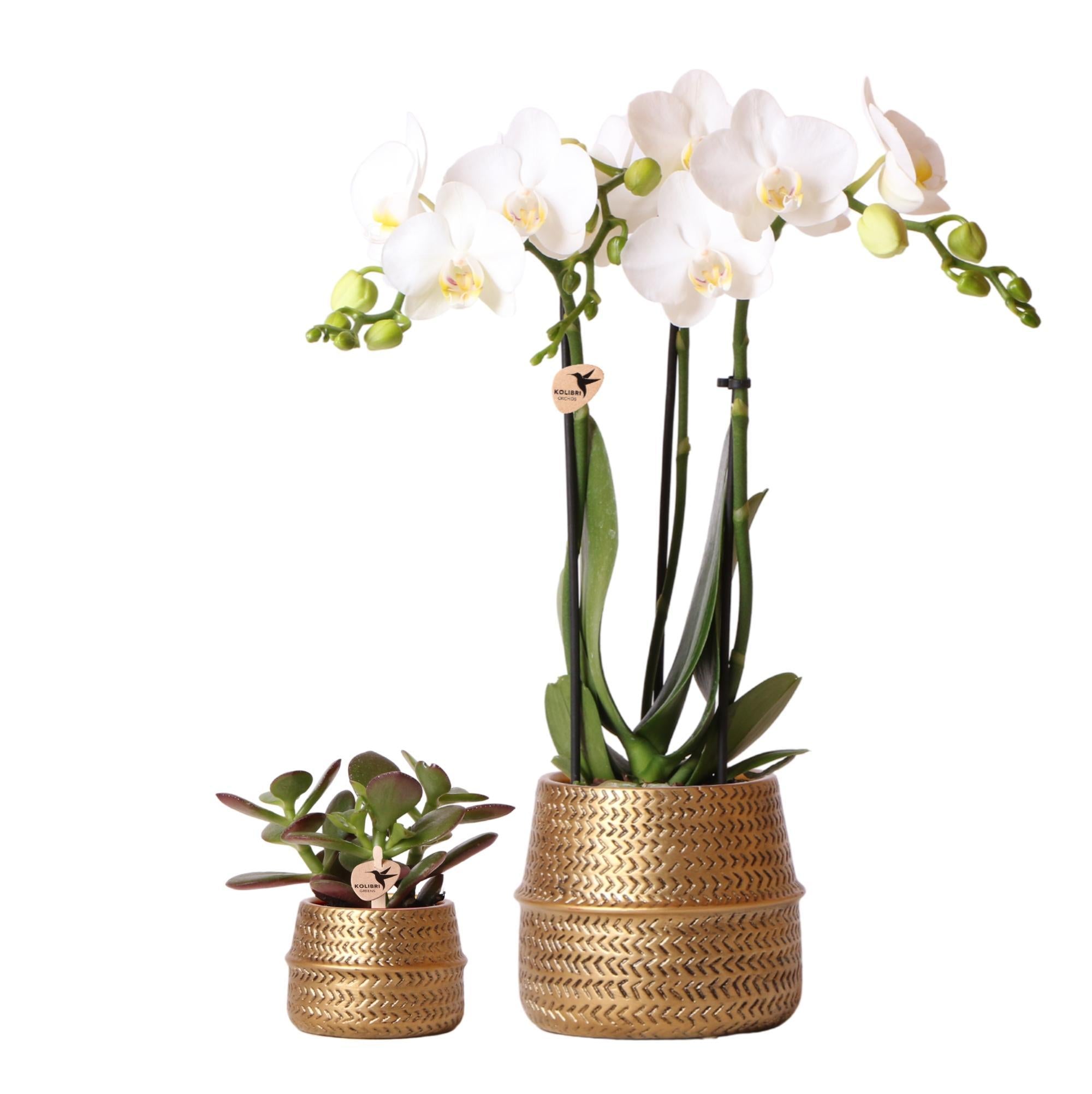 Kolibri Company - Planten set Groove goud | Set met witte Phalaenopsis orchidee Amabilis Ø9cm en groene plant Succulent Crassula Ovata Ø6cm  | incl. gouden keramieken sierpotten