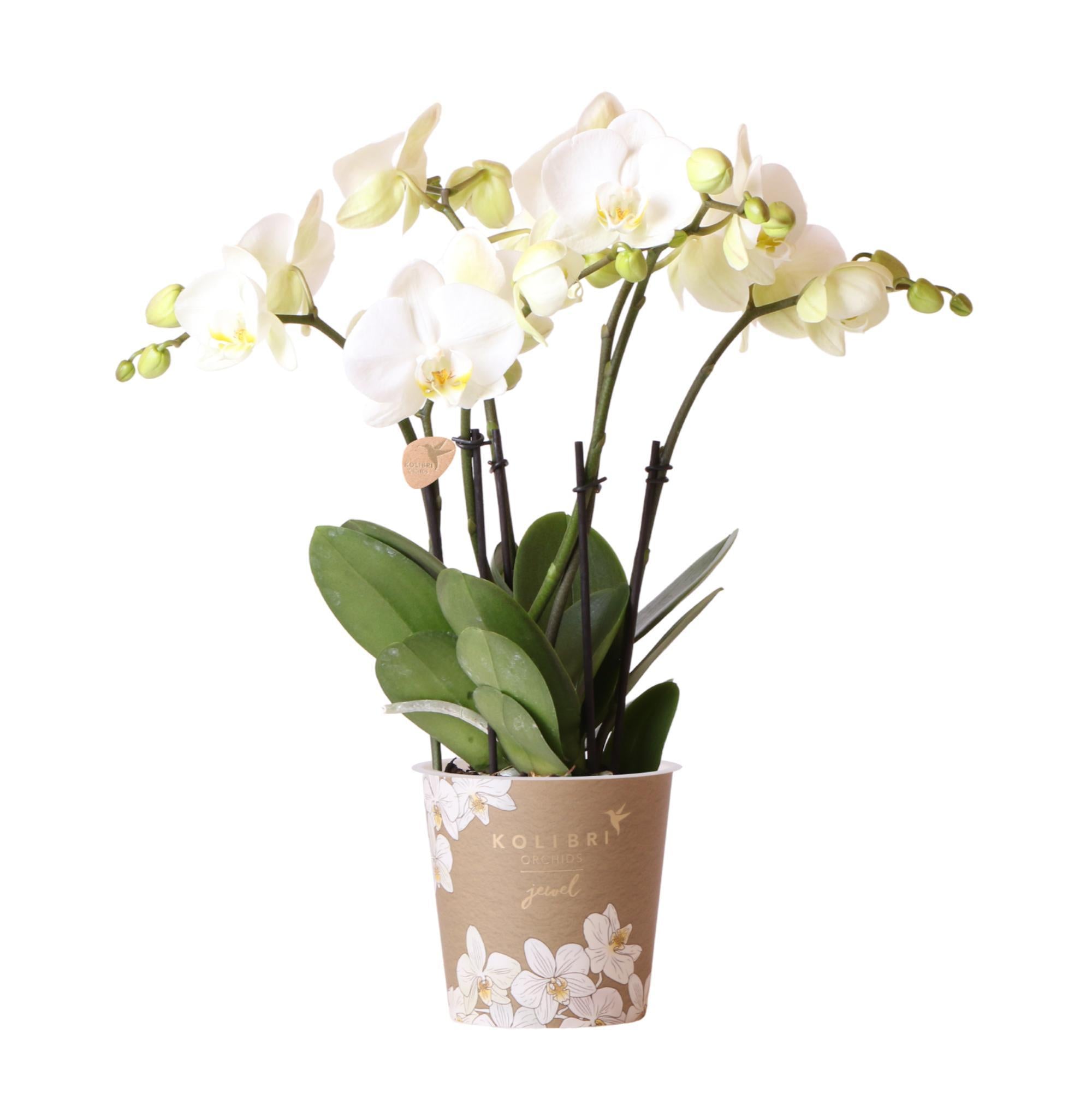 Kolibri Orchids | Witte Phalaenopsis orchidee potmaat - Jewel Ghent - potmaat Ø12cm | bloeiende kamerplant - vers van de kweker