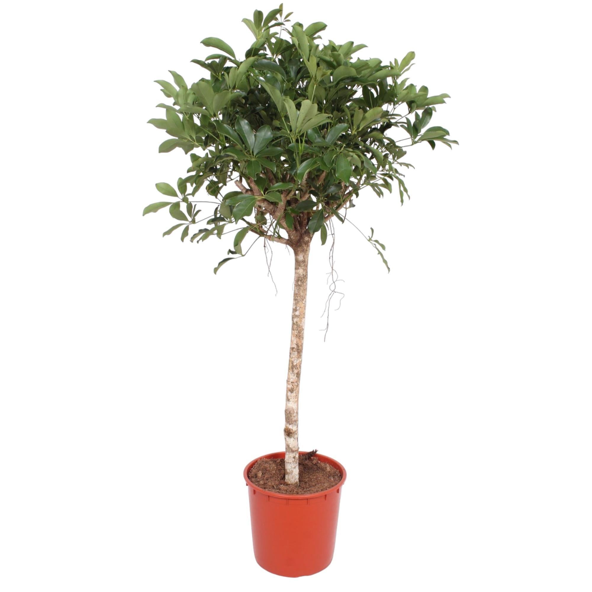 Schefflera Arboricola Compacta boom - 150 cm - ø34